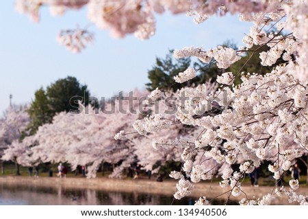 Cherry Blossoms in peak bloom along the Tidal Basin in Washington DC