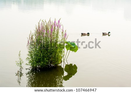 The growing plant and the ducks  in the water