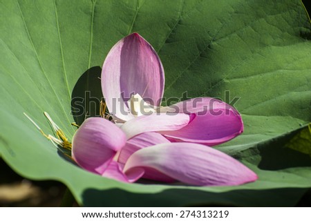 Fallen petals of lotus on a green leaf