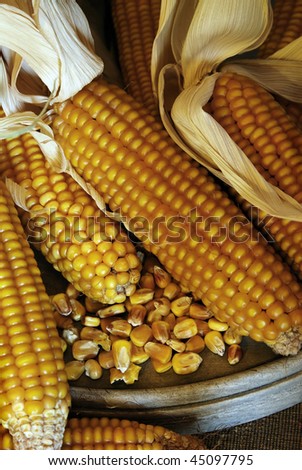 Corn cobs - grain maize