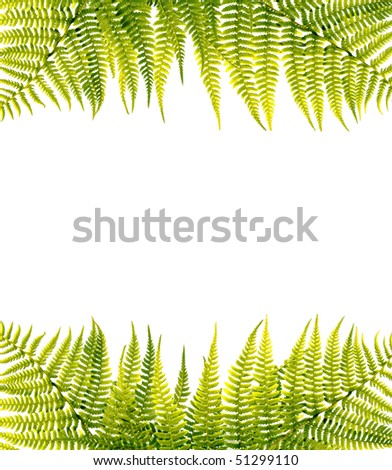 Green fern border on white background