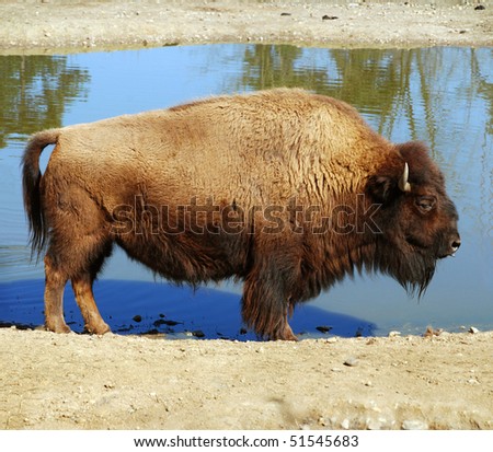 Buffalo Drinking Water