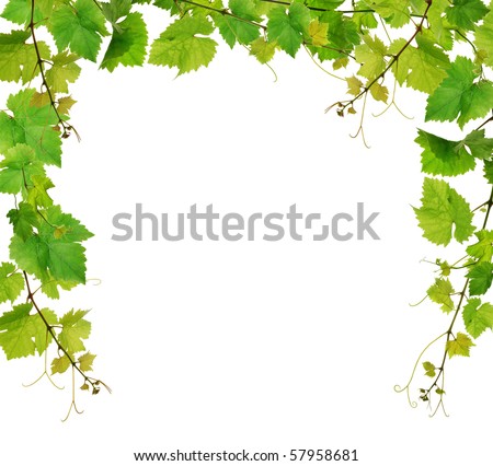 Fresh Grapevine Border Stock Photo 57958681 : Shutterstock