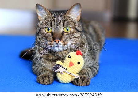 house cat with a crochet toy