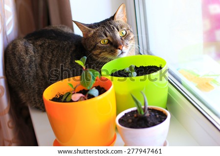 curious cat and house plants in pots