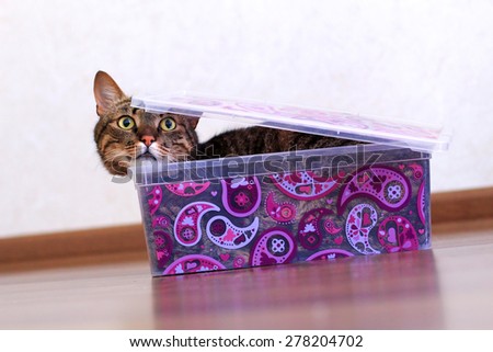 cute cat in a box