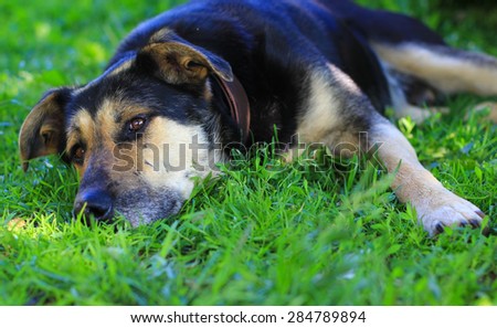 old sad stray dog lying on the ground
