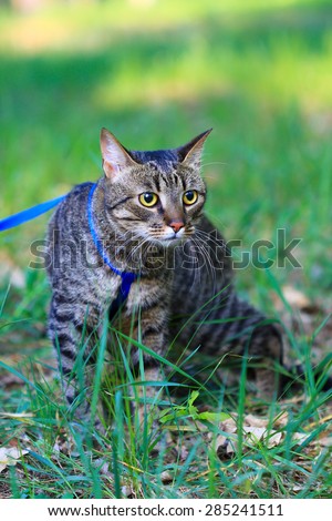 domestic cat on a leash outdoor