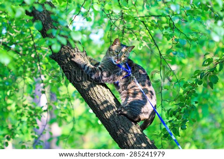 cat on a leash climbing a tree