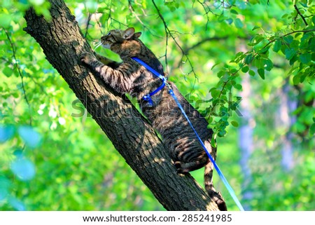 cat on a leash climbing a tree