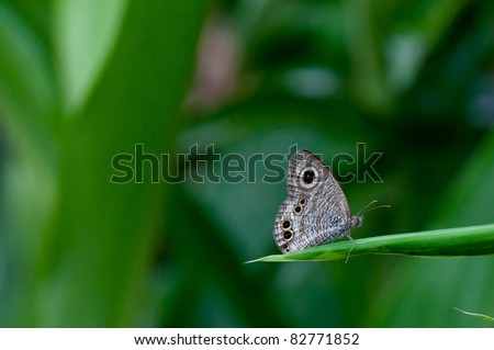 butterfly on leave with green boken background