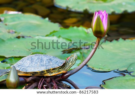 turtle resting on leave of a water lily