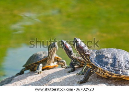 three turtles having sunbath on rock near water