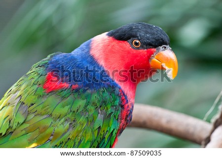 close up portrait of a cute colorful parrot