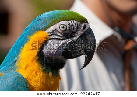 close up of a blue wing yellow chest parrot