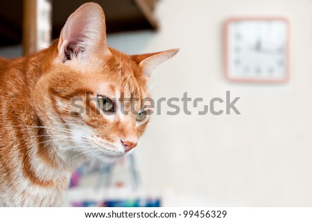 cute cat staring the lens with a clock hanging on wall