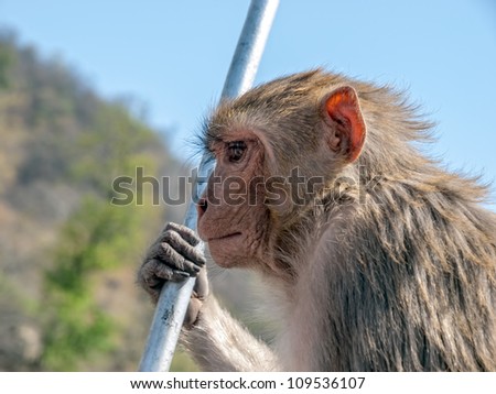 Profile of the monkey sitting on the fence of the bridge, Rishikesh India.