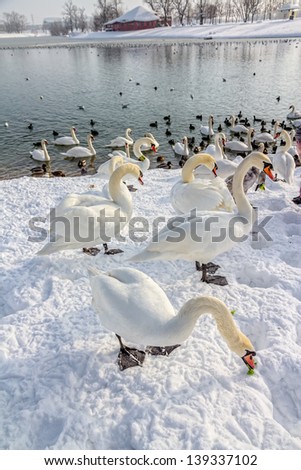 zagreb, jarun lake. winter time with lot of birds (swans, ducks,coots...)