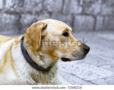 Cute dog lying down on the ground and looking in front.