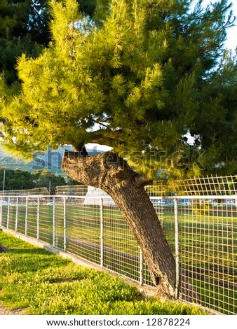 Tree is trying to escape through the fence