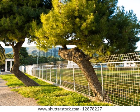 Tree is trying to escape through the fence