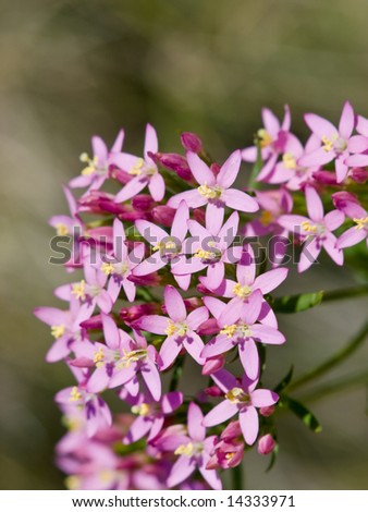 Very small flowers close up - macro