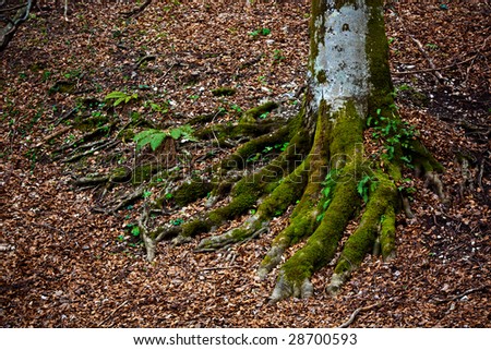 Tree trunk with roots as nice background with copyspace on the left