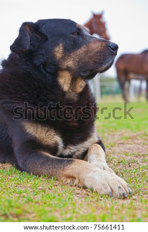 Dog looking and protecting the horses