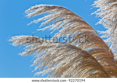 Grass stems against blue sky.