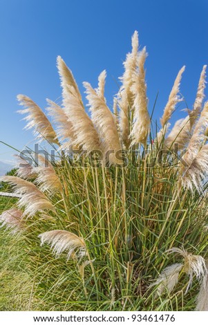 Grass stems against blue sky.