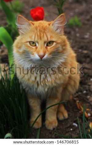Red cat in spring garden. Pet.