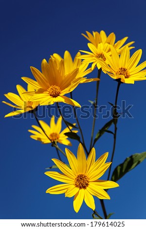 Yellow topinambur flowers (daisy family) against blue sky.
