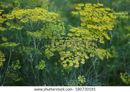 Fennel flower on a green background. Flower of dill.