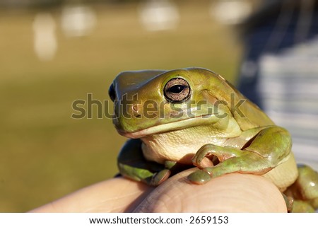 green tree frog being held up