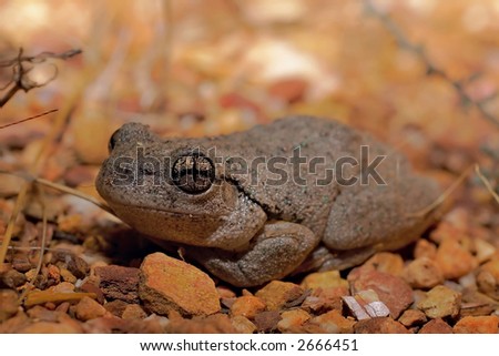 litoria peroni - perons tree frog showing cross eyes