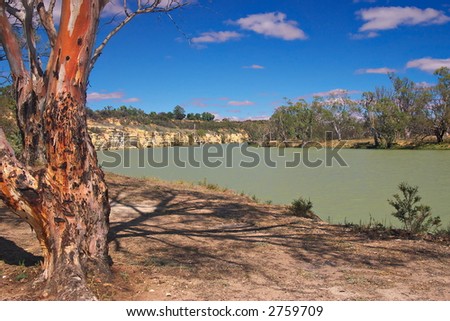 river red gum on the river murray river