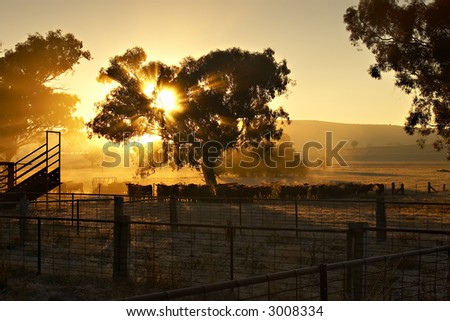 Sun Cattle