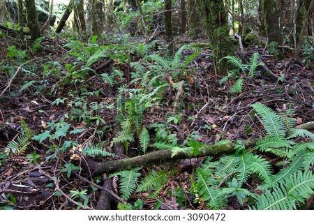 plants in rainforest. stock photo : ferns and plants