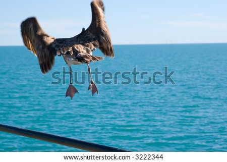 its time to go - a large petrel sea bird takes of from a handrail to head out over the ocean