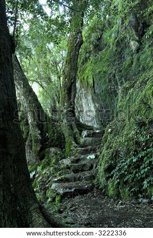 steps and a path through the oxley world heritage rainforest