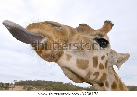 a giraffe up close at eye level sticks its long tonque out