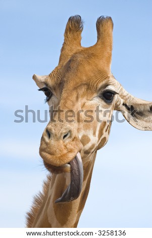 a close up of a giraffe with its long tongue out looking stupid