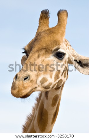 a giraffe close up and at eye level