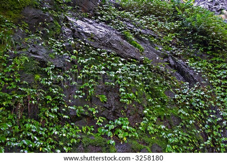 a large creeper all over a wet and weeping rock cliff face in the oxly world heritage rainforest