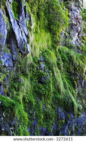 moss and plants growing on the cliff face and rocks
