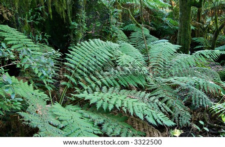 tree ferns at the of oxley world heritage rainforest