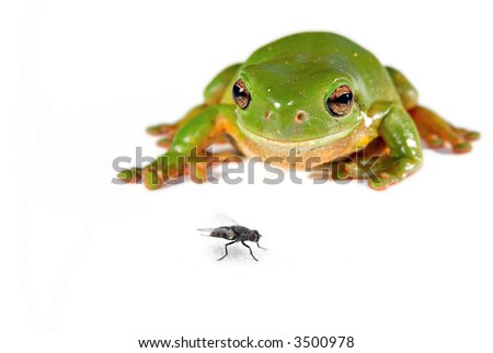 tree frog jumping. a green tree frog on white