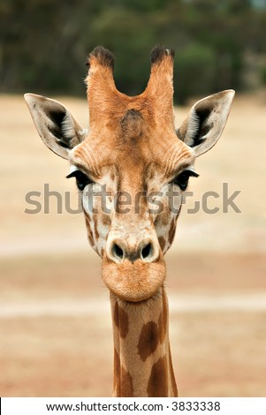 giraffe at eye level