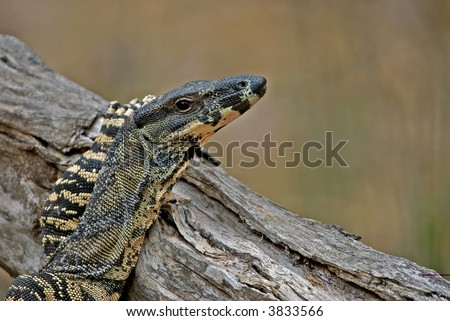 goanna (lace monitor) puts its arm up and rests nonchalantly on a log without a care in the world