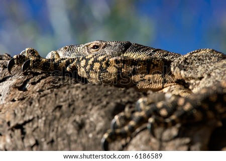 a big lace monitor goanna lizard lays and rests in the tree